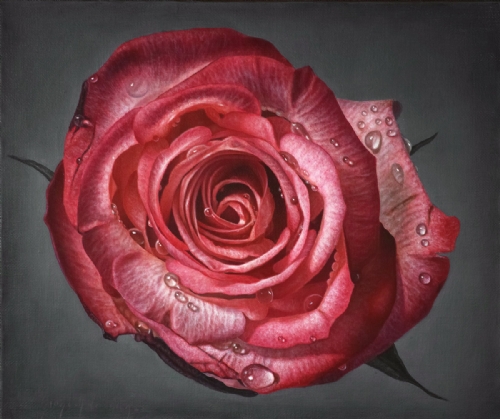 ROSA DI MAGGIO di Gioacchino Passini ROSA DI MAGGIO di Gioacchino Passini